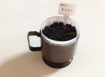 シンクメディアジャーナル：何かの生きもの植えました