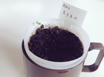 シンクメディアジャーナル：何かの生きもの生えました